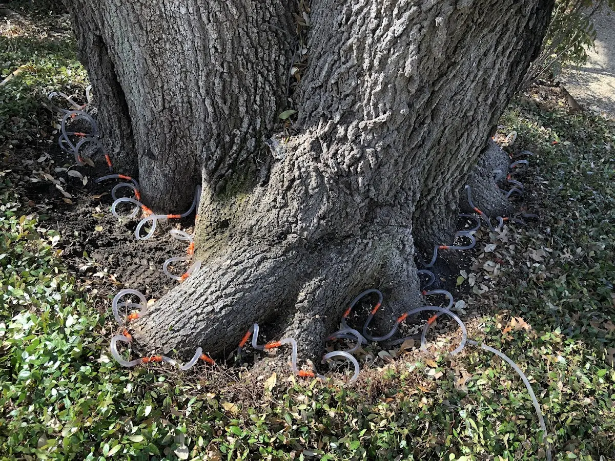 Detailed Tree Cabling and Bracing job site in Strasburg